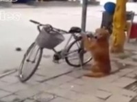 Dog Guards Bike