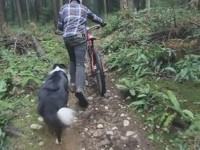 mtber vs dog