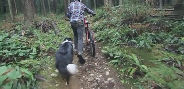 mtber vs dog